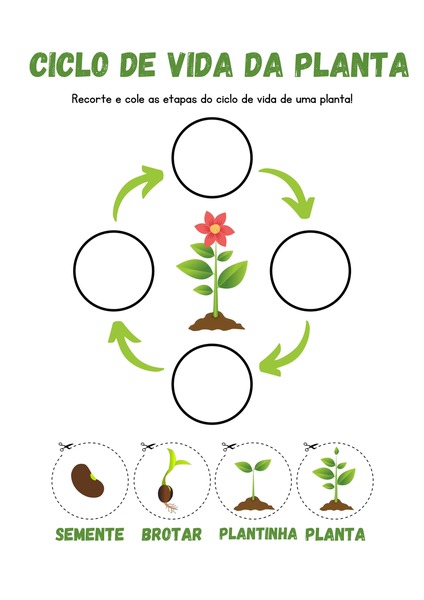 Ciclo de Vida da Planta