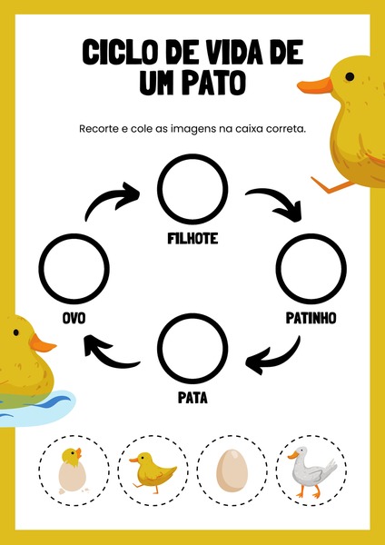 Ciclo de Vida de um Pato