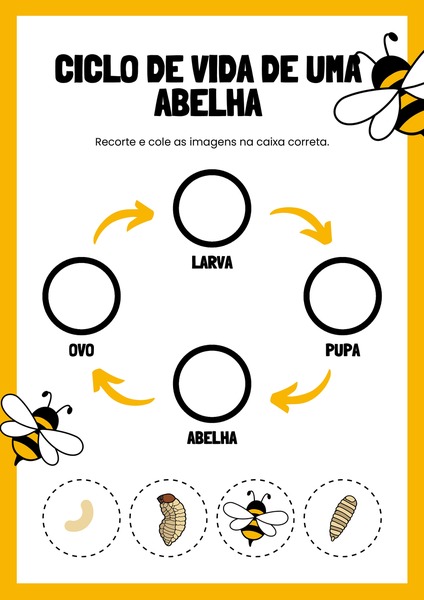 Ciclo de Vida de uma Abelha