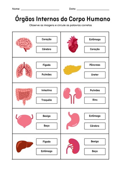 Órgãos Internos do Corpo Humano